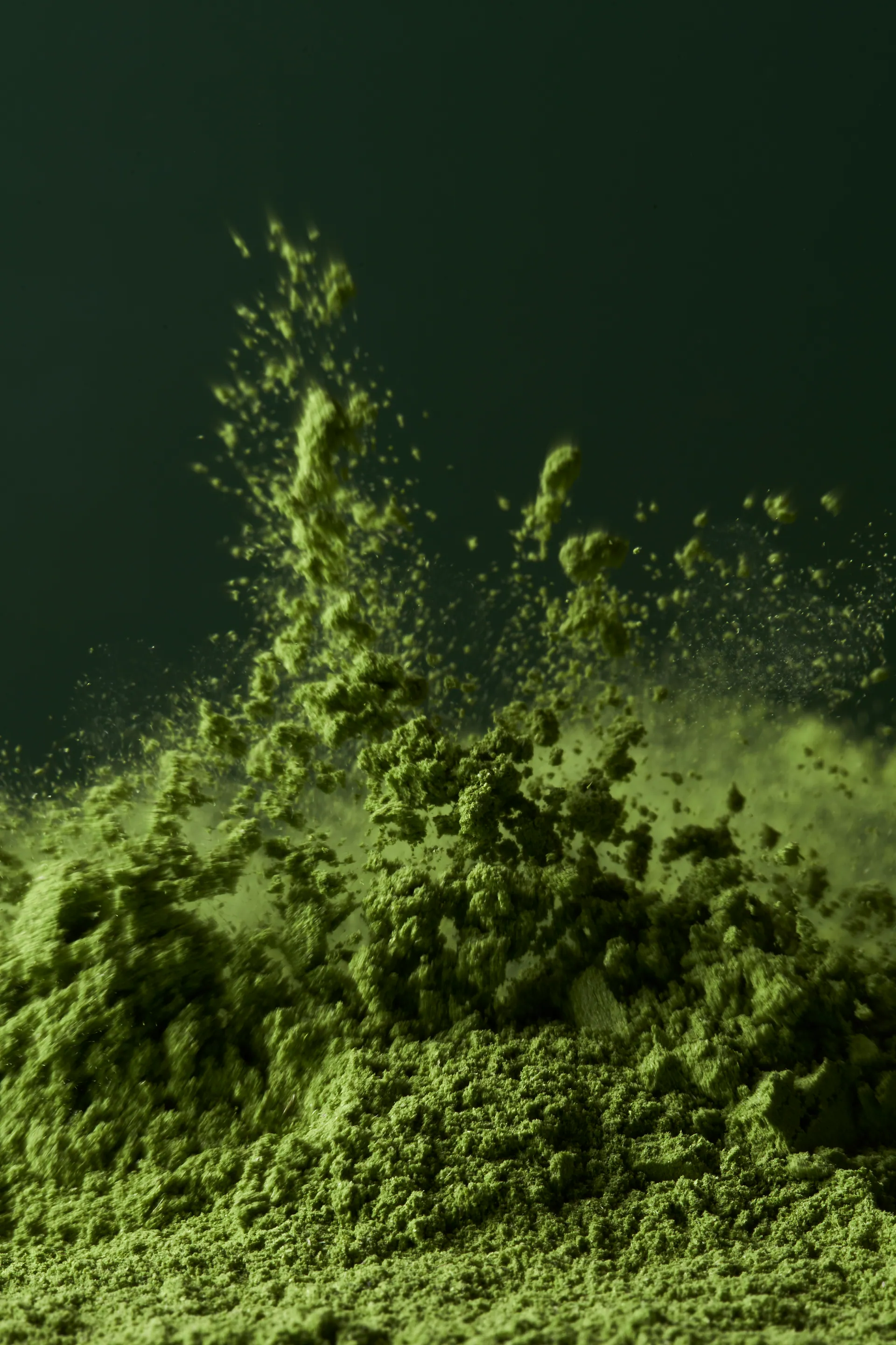 Brennnesselblatt im Studio – konturiertes Gegenlicht, feine Härchen sichtbar