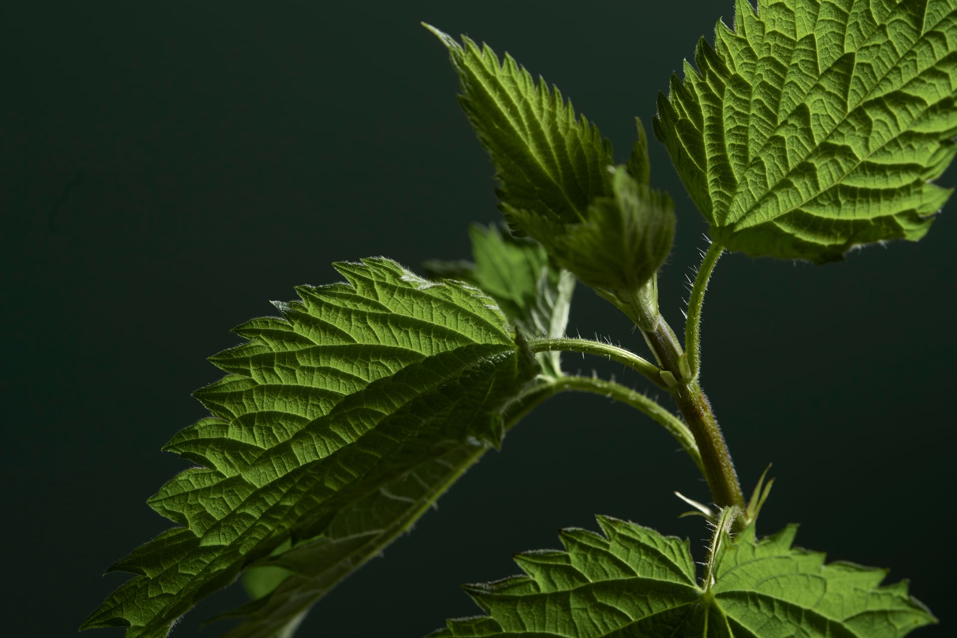 Verpackungsserie Swissnettle – kohärentes System mit klarer Hierarchie